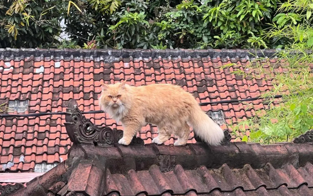 Shalana Homestay- formerly Teka Teki House