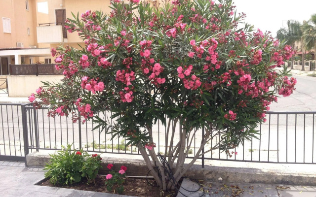 Themis Apartments