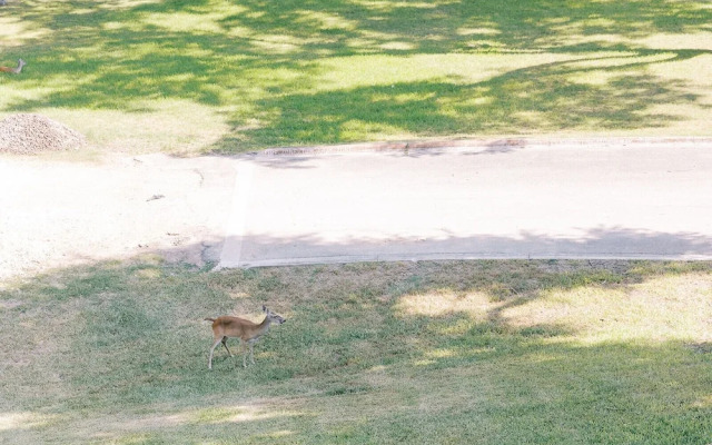 Cation on the Guadalupe