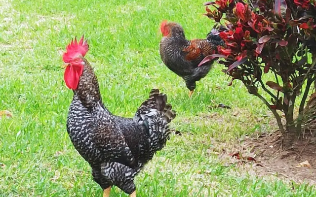 Finca Garullo