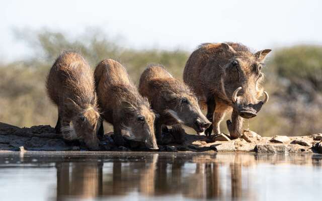 Last Word Madikwe
