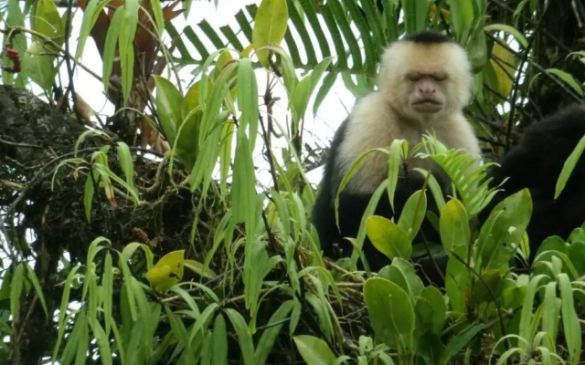 Pura Vidaville - Hiker's Hideaway