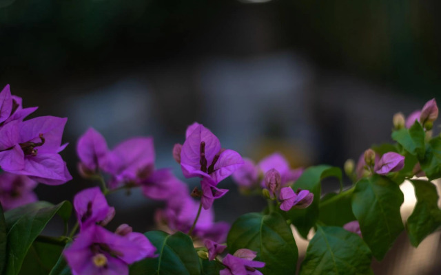 Palm garden apartment in center with big terrace