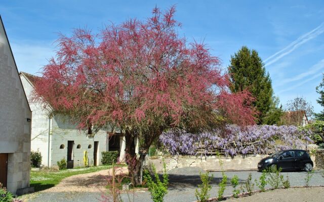 Le Tulipier de Virginie