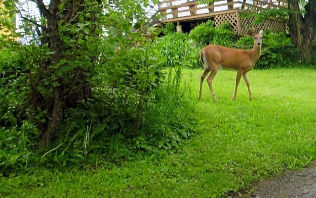 Braeside Country Inn