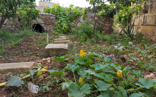 Happy and Healthy Gozo