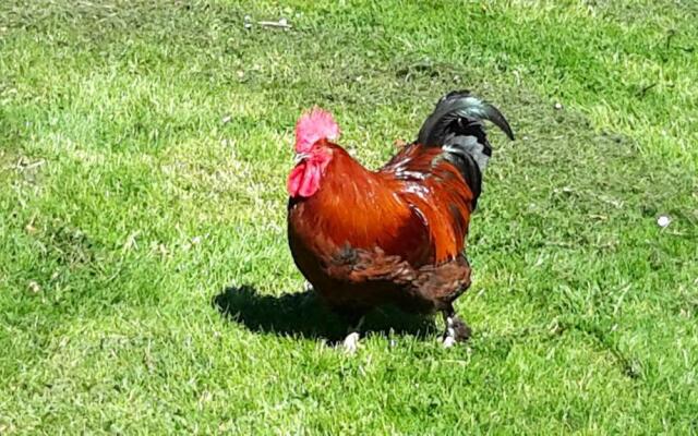 BodenSEE Apartment Neukirch Wangener Strasse