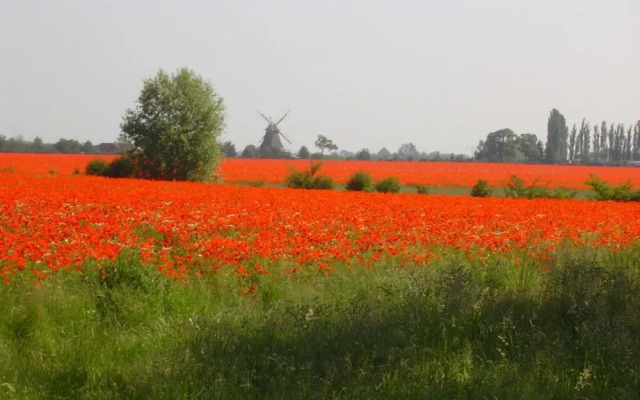 Yellow - Peter's Modern Retreat