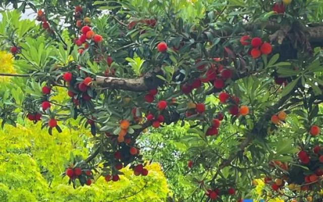 Lingshang Niugongshan Homestay