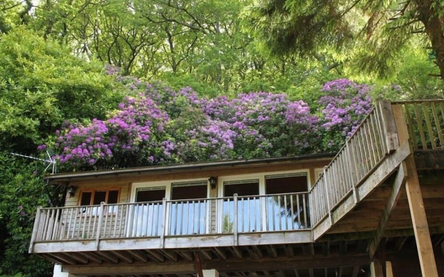 Treetops