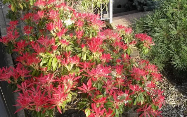 Maple Tree Guesthouse
