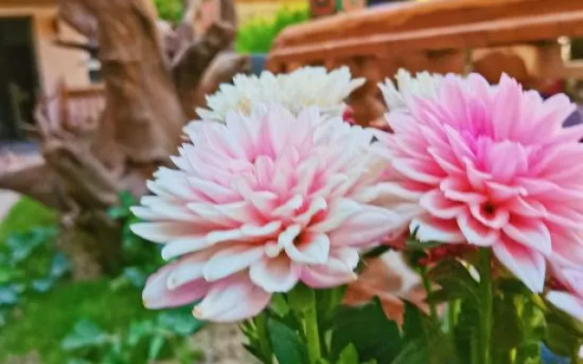 Yining Qingshe Homestay