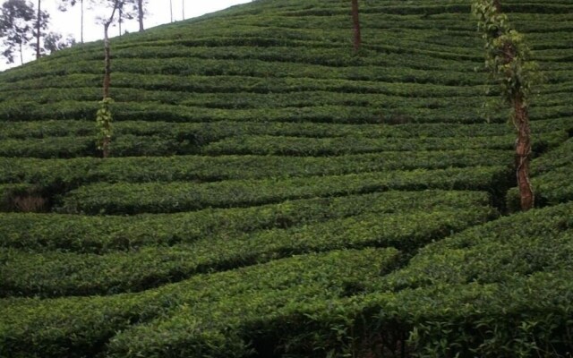 Wild Elephant Eco-Friendly Resort