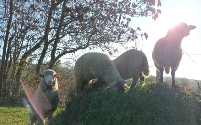 Pilikán Apartments - Park - Vineyard & Sheep farm