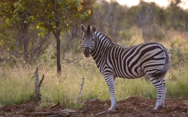 MILIMA Big 5 Safari Lodge