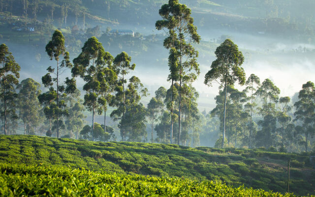 Ceylon Tea Trails