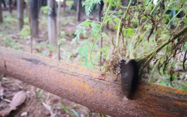 Bali Beach Resort Mindoro