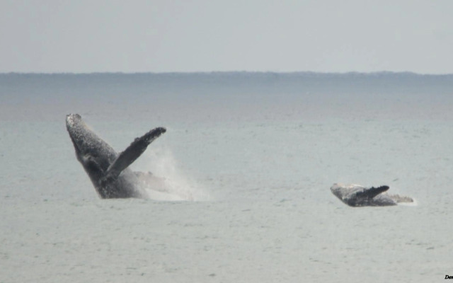 Ansteys Beach Self Catering Apartments