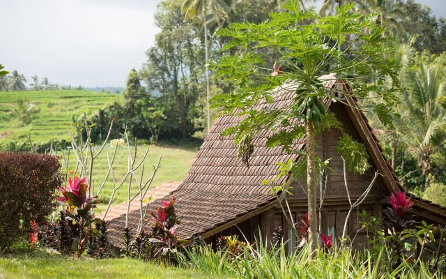 Bali Lush