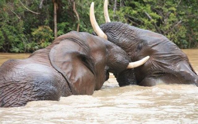 Addo Elephant Back Safaris and Lodge