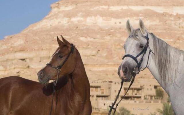 Taziry Ecovillages Siwa