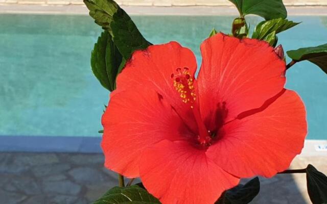 Hibiscus Suites