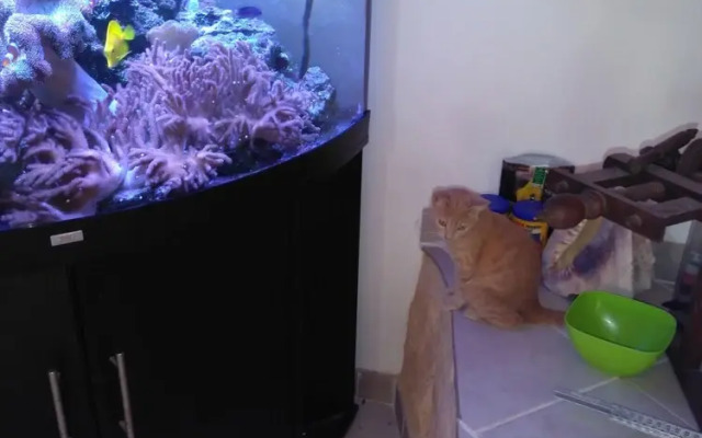 Chambre d'hôtes le chat botté