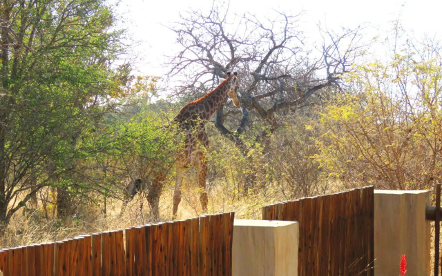 Wild Dog Guest Lodge
