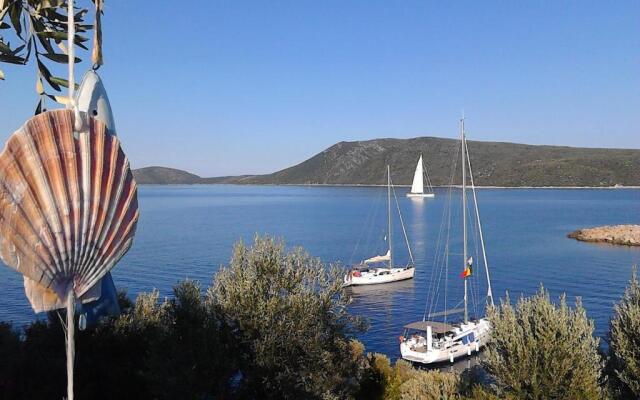 Odyssia near the Seaside