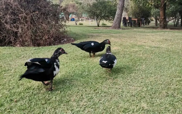 La Granja de Papá Alberto