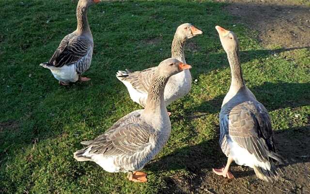 Les Colombes de la Baie du Mont Saint-Michel