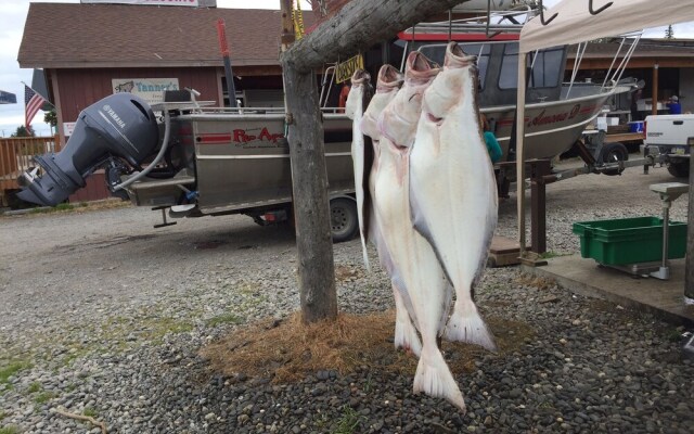 Ninilchik132.6 cabins and Rv park