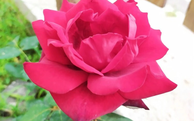 Vailletta Fiorita