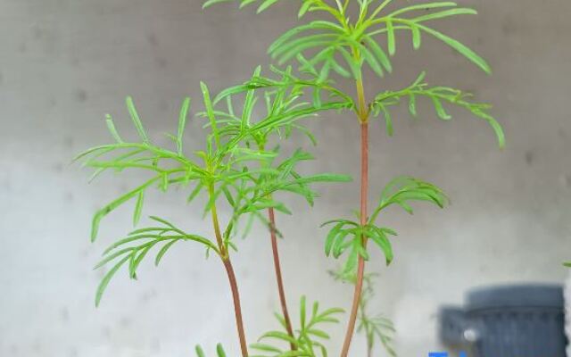 Po return. Slow talk