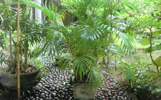 Shady Grove Healing Centre and Homestay