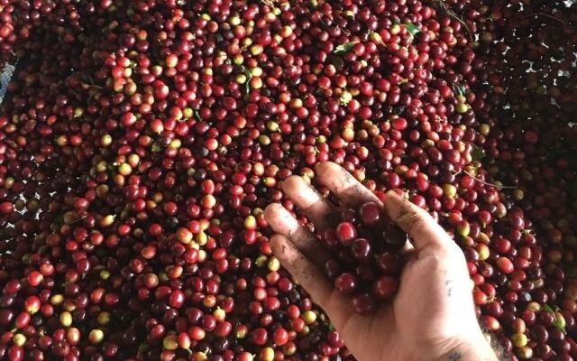 Finca Temática Cafetera Las Mercedes