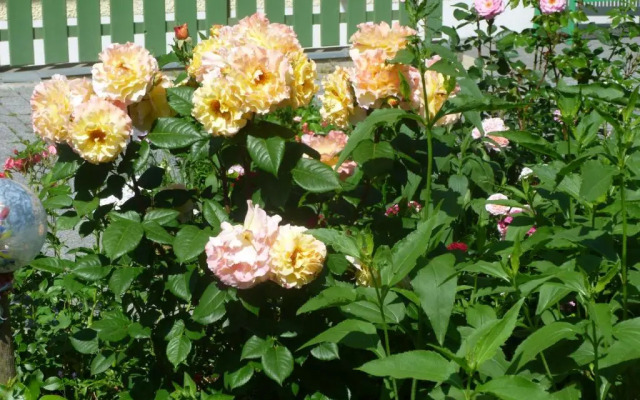 Hotel Eckershof garni