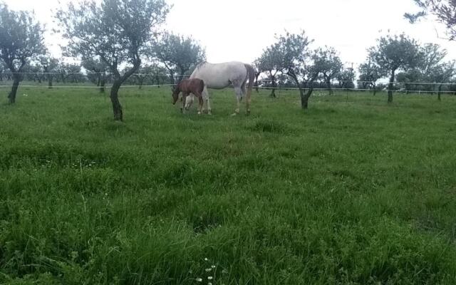 Studio indépendant dans Ferme Equestre