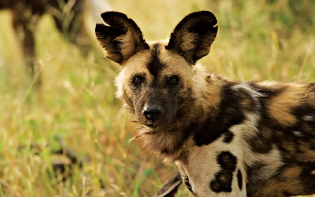 Impodimo Game Lodge