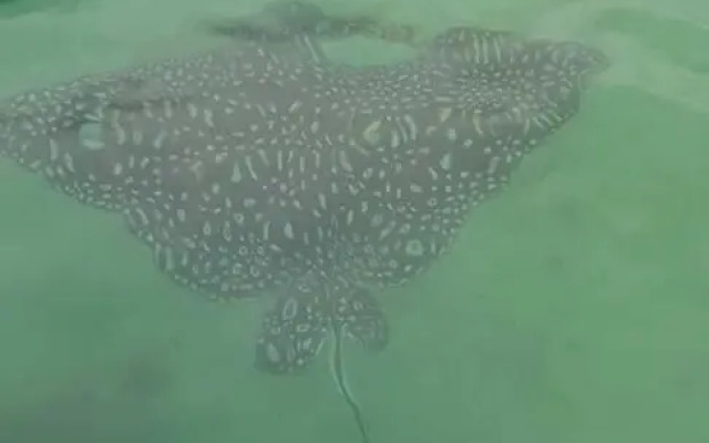 Fauna