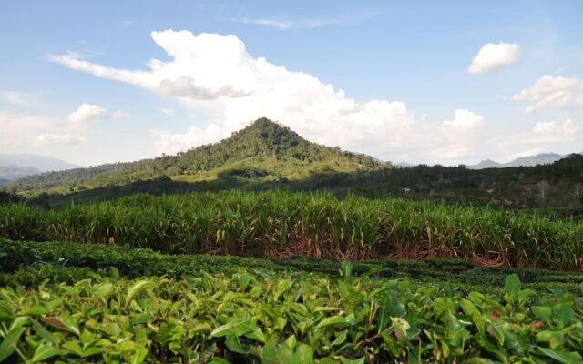 Sabah Tea Resort
