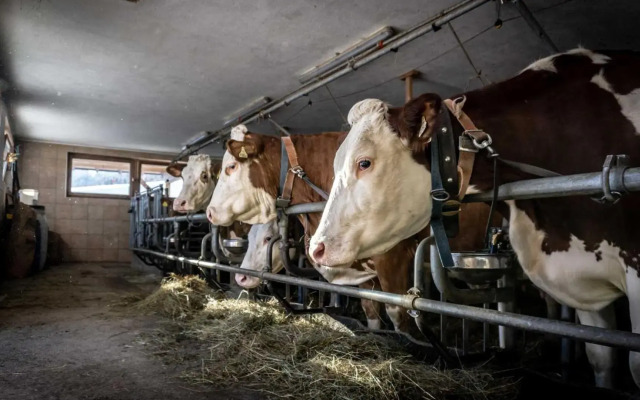 Stubaier Bauern Appartement