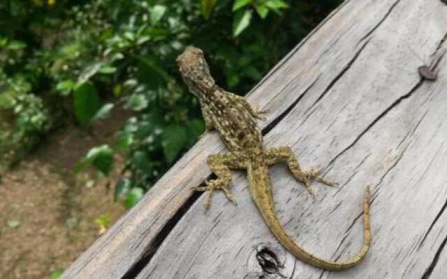 Mar y Selva Ecolodge