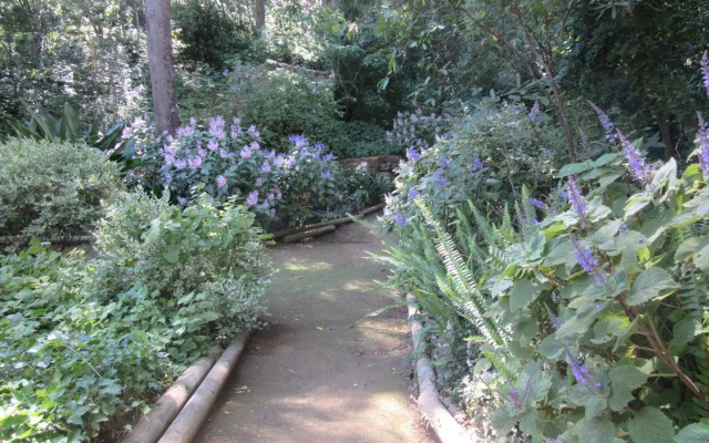 Pecan Tree Studio 2
