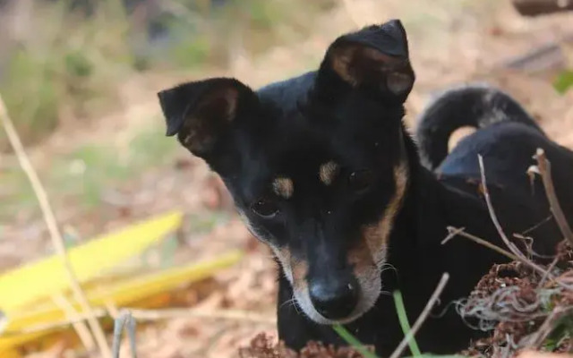 Waldpension Pfeiferhaus