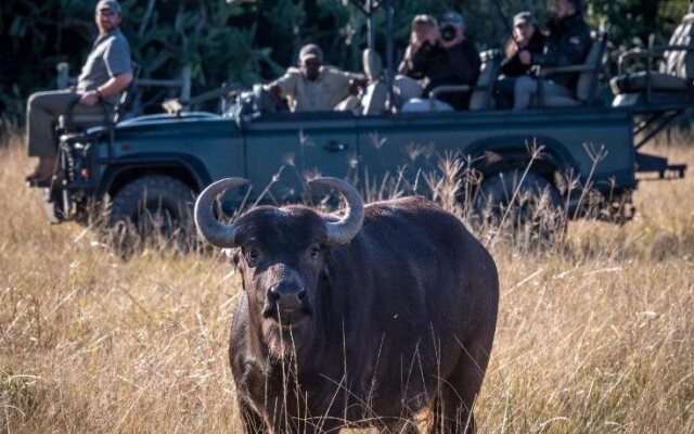 Elephants Lodge - Bellevue Forest Reserve