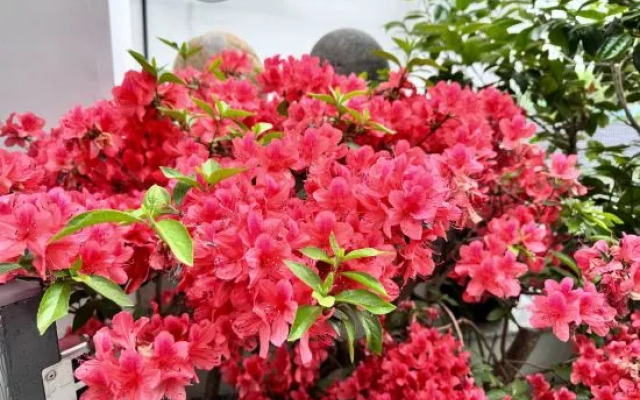 Rooftop Kejia Homestay