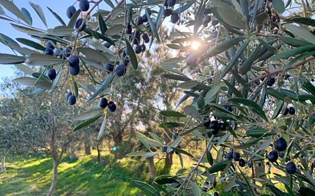 The Old Chaff Mill Organic Vineyard Retreat