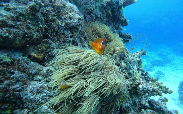 Ratu Kini Dive Resort