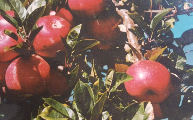 Waitomo Orchard Estate B&B